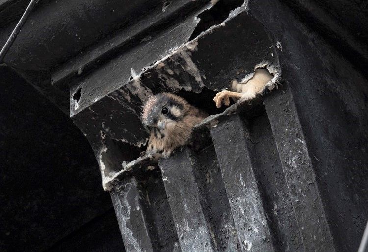 “In New York City, American Kestrels often nest in any nook or cranny available, right over the street. When young kestrels fledge, they sometimes end up in the middle of the street or sidewalk. Photo: François Portmann