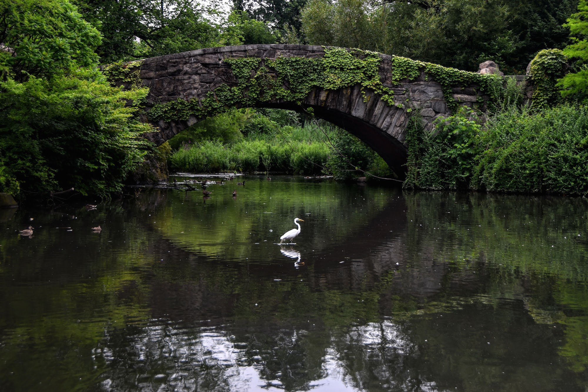 A Great Egret forages with waterfowl in the Pond, by the Gapstow Bridge. Photo: <a href=\"https://www.flickr.com/photos/larrycloss/\" target=\"_blank\">Larry Closs</a>