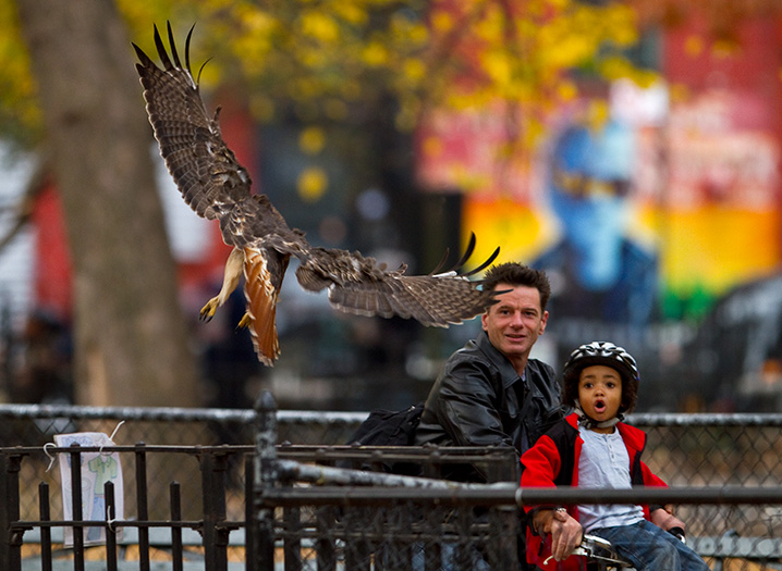 A Red-tailed Hawk wows onlookers in Tompkins Square Park. Photo: <a href=\"http://www.fotoportmann.com/\" target=\"_blank\" >François Portmann</a>
