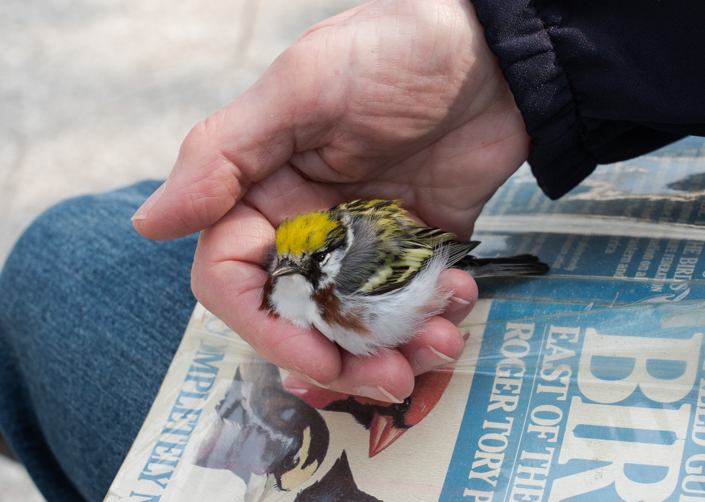 What to Do If You Find an Injured Bird | NYC Audubon