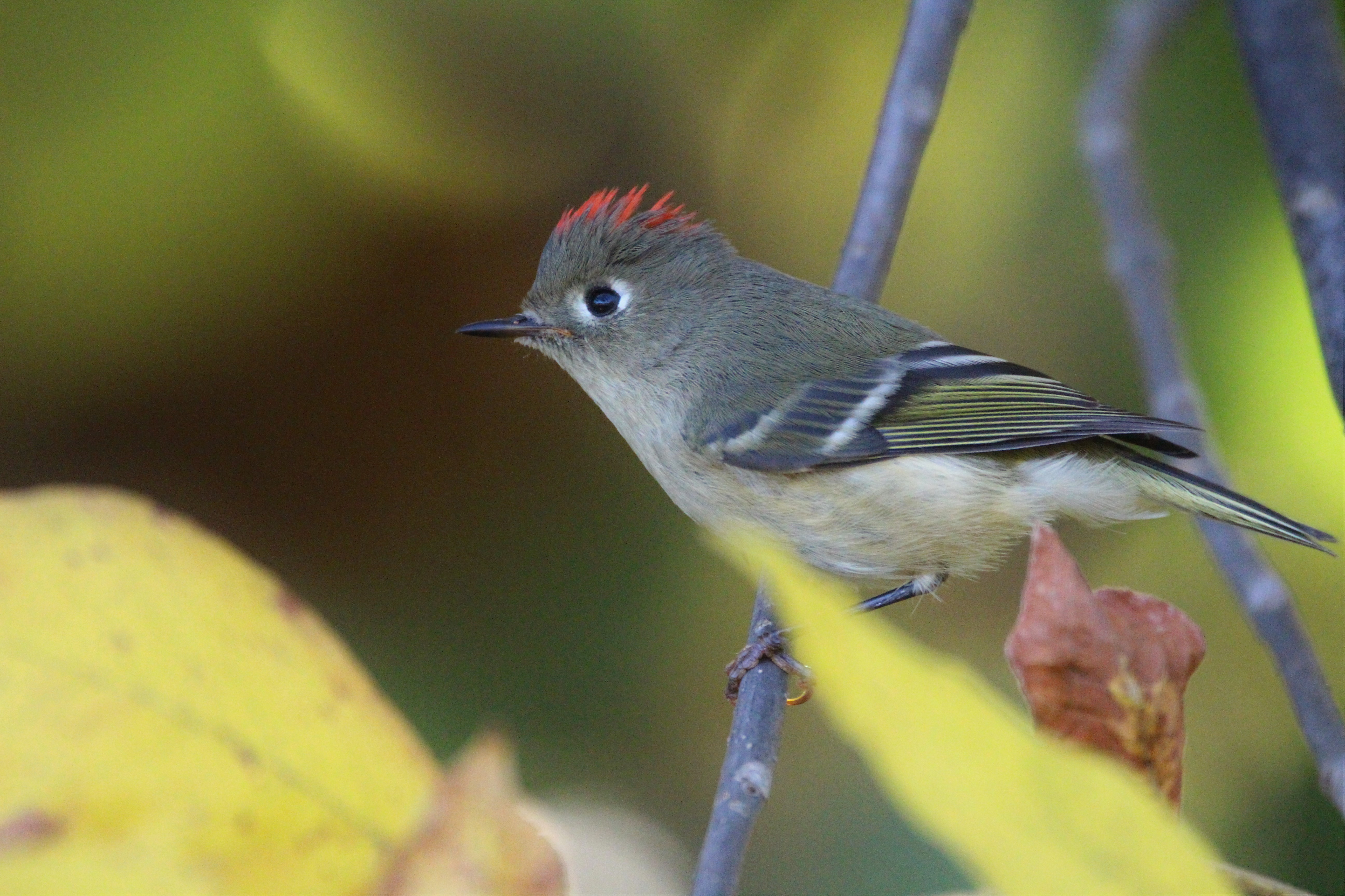 The male Ruby-crowned Kinglet’s colorful head patch is raised into a ragged crest when the tiny bird is excited, often when the bird is singing or scolding. Photo: <a href=\"https://www.flickr.com/photos/89780664@N05/\" target=\"_blank\">Dave Ostapiuk</a> 