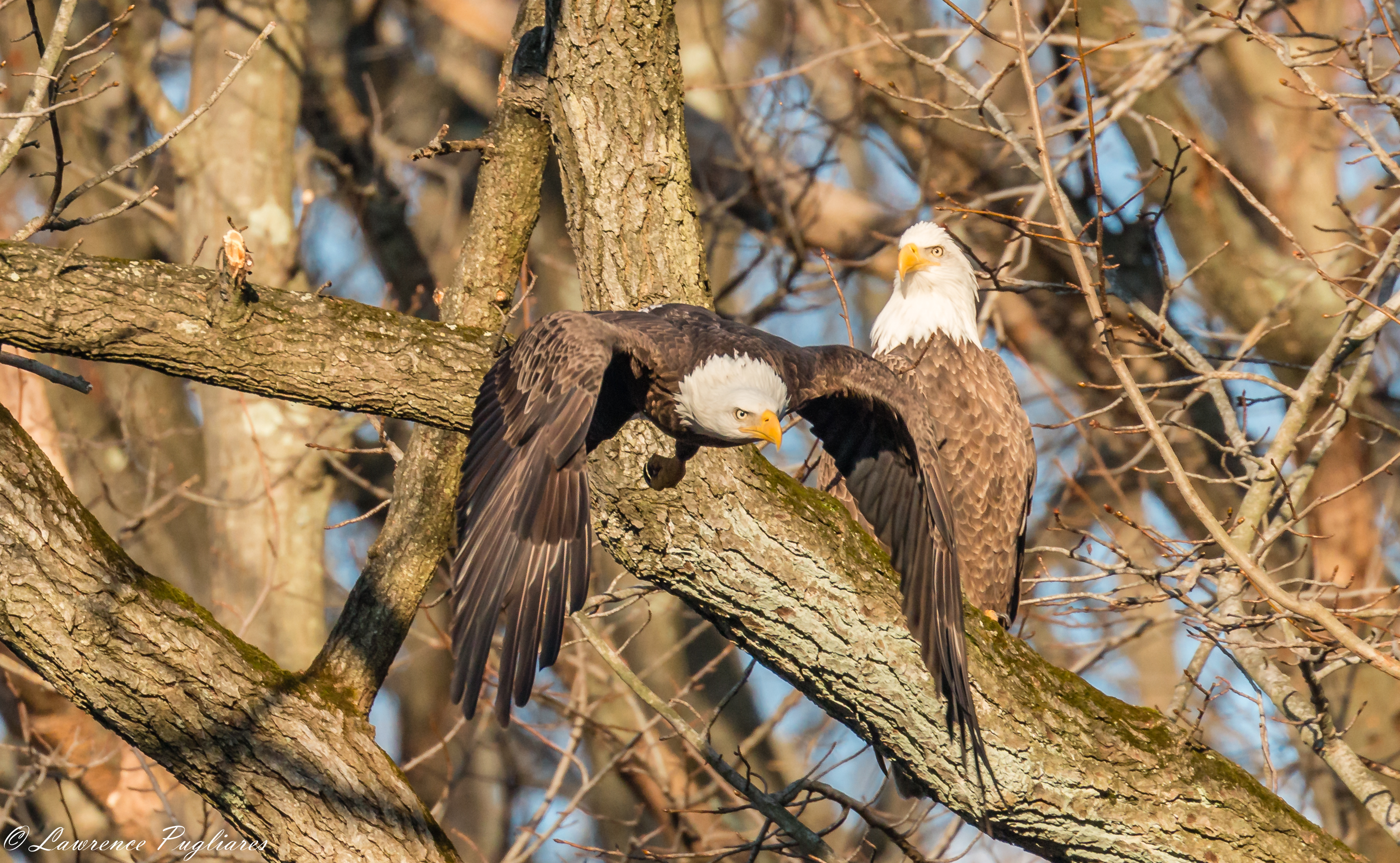 Bald Eagles, which have nested nearby in recent years, make a visit to Wolfe`s Pond Park. Photo: Lawrence Pugliares 