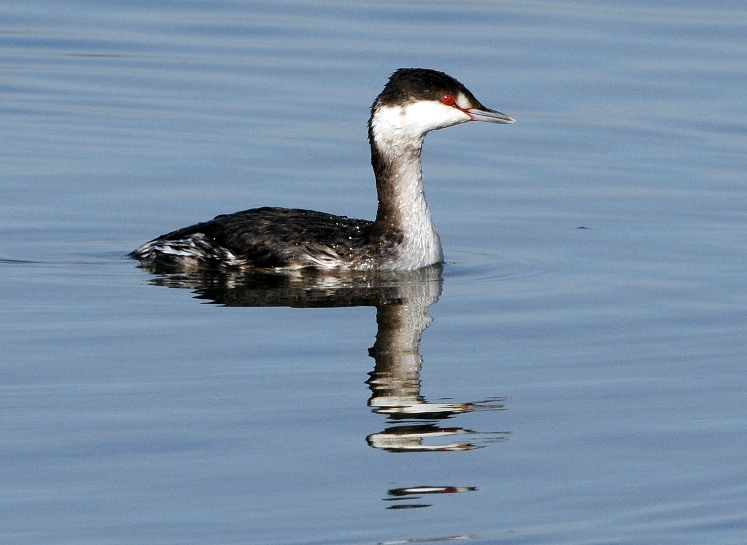 Horned Grebes are among the frequently spotted Winter Waterfowl in the waters of Pelham Bay Park. Photo: Peter Massas/CC BY-SA 2.0