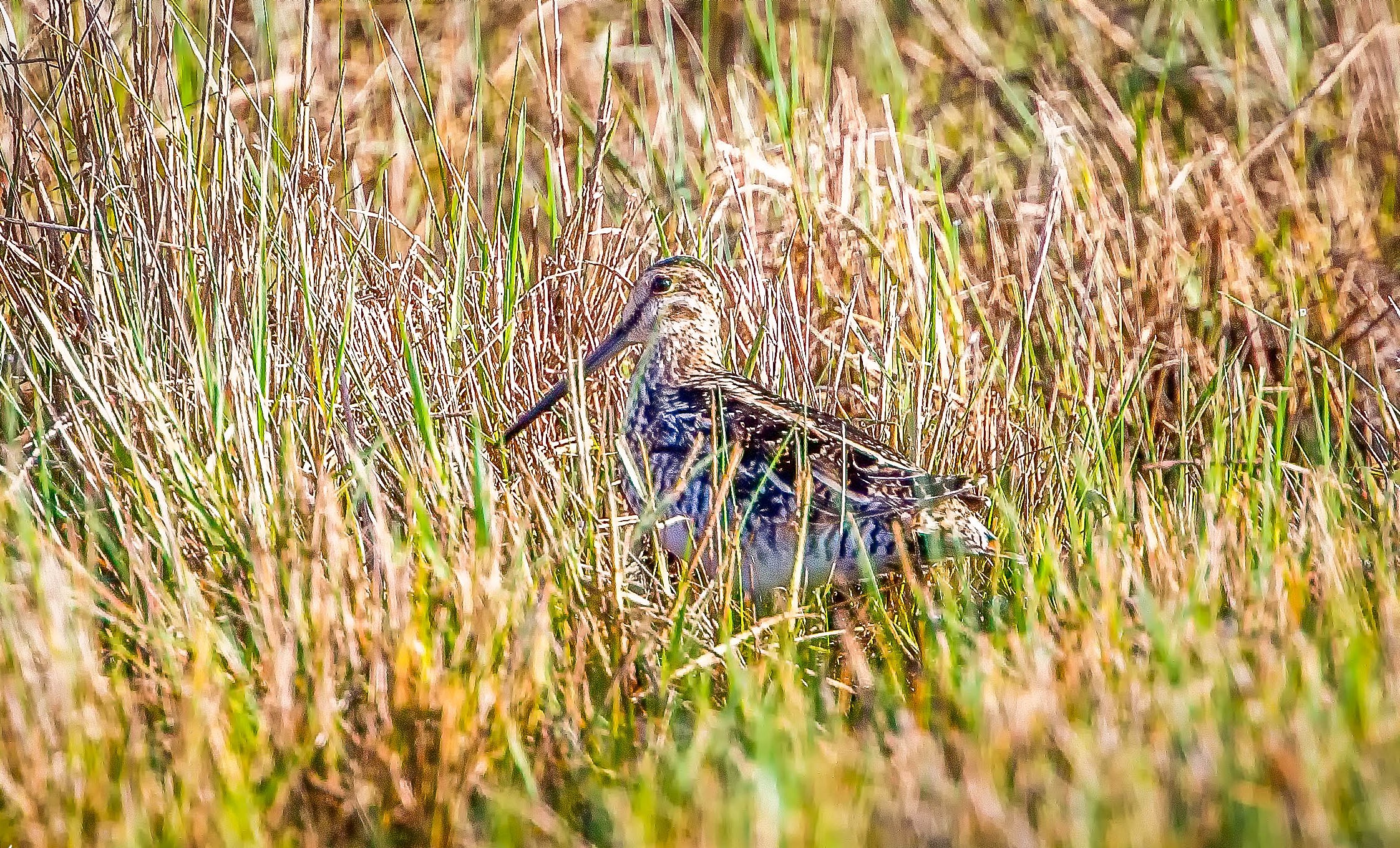 Check the marsh grass of Dubos Point for the well-camouflaged Wilson`s Snipe. Photo: Richard Fried