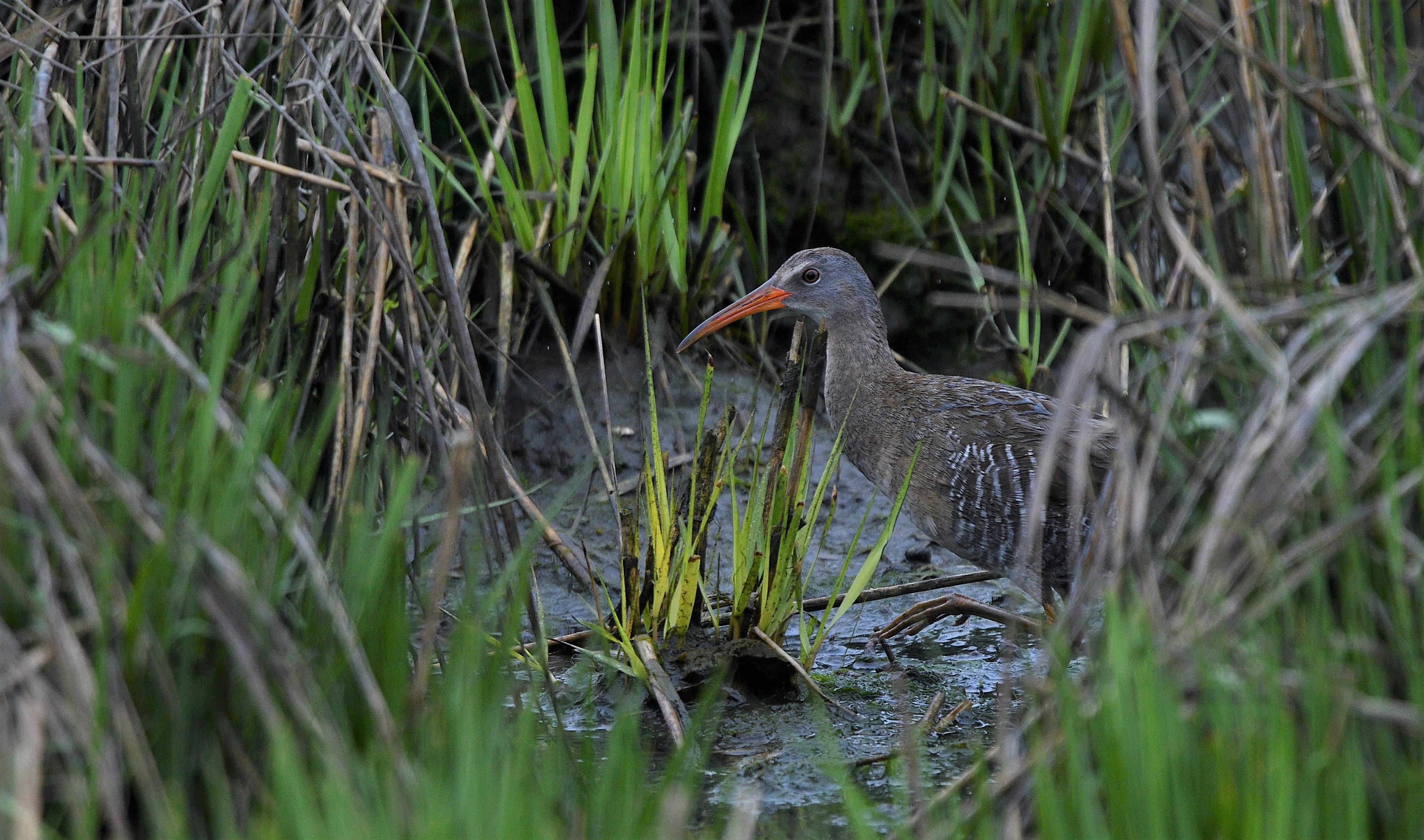 Listen for the slow, repeating call of the Clapper Rail at Big Egg; the shy birds nests here. Photo: César A. Castillo 