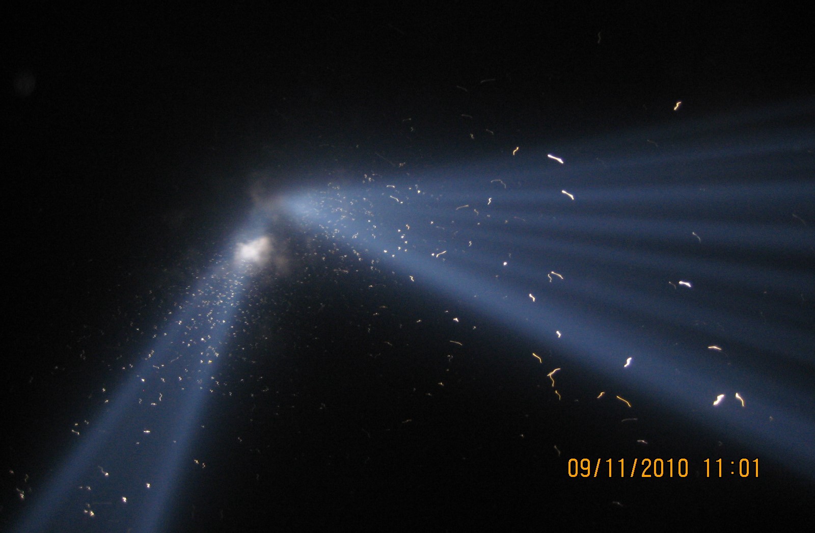 In 2010, thousands of birds became trapped in the powerful beams of the Tribute in Light. Photo: NYC Audubon