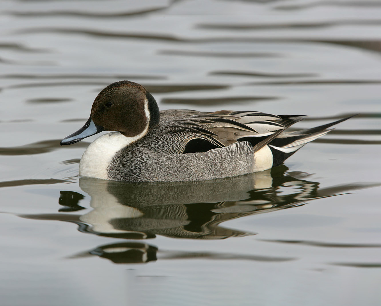 A great diversity of waterfowl visits the Prospect Park Lake every year, including the Northern Pintail (here, a male). Photo: Steve Nanz