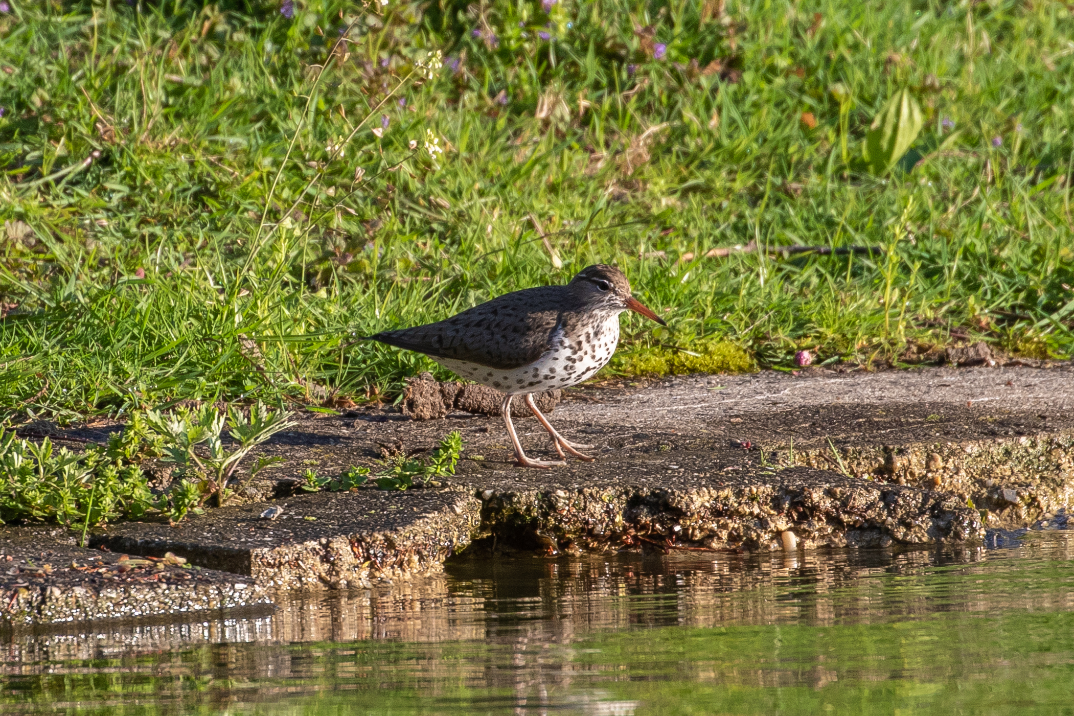  Fresh water-loving sandpipers like this Spotted Sandpiper are frequently seen in Green-Wood Cemetery during migration. Photo: Ryan F. Mandelbaum