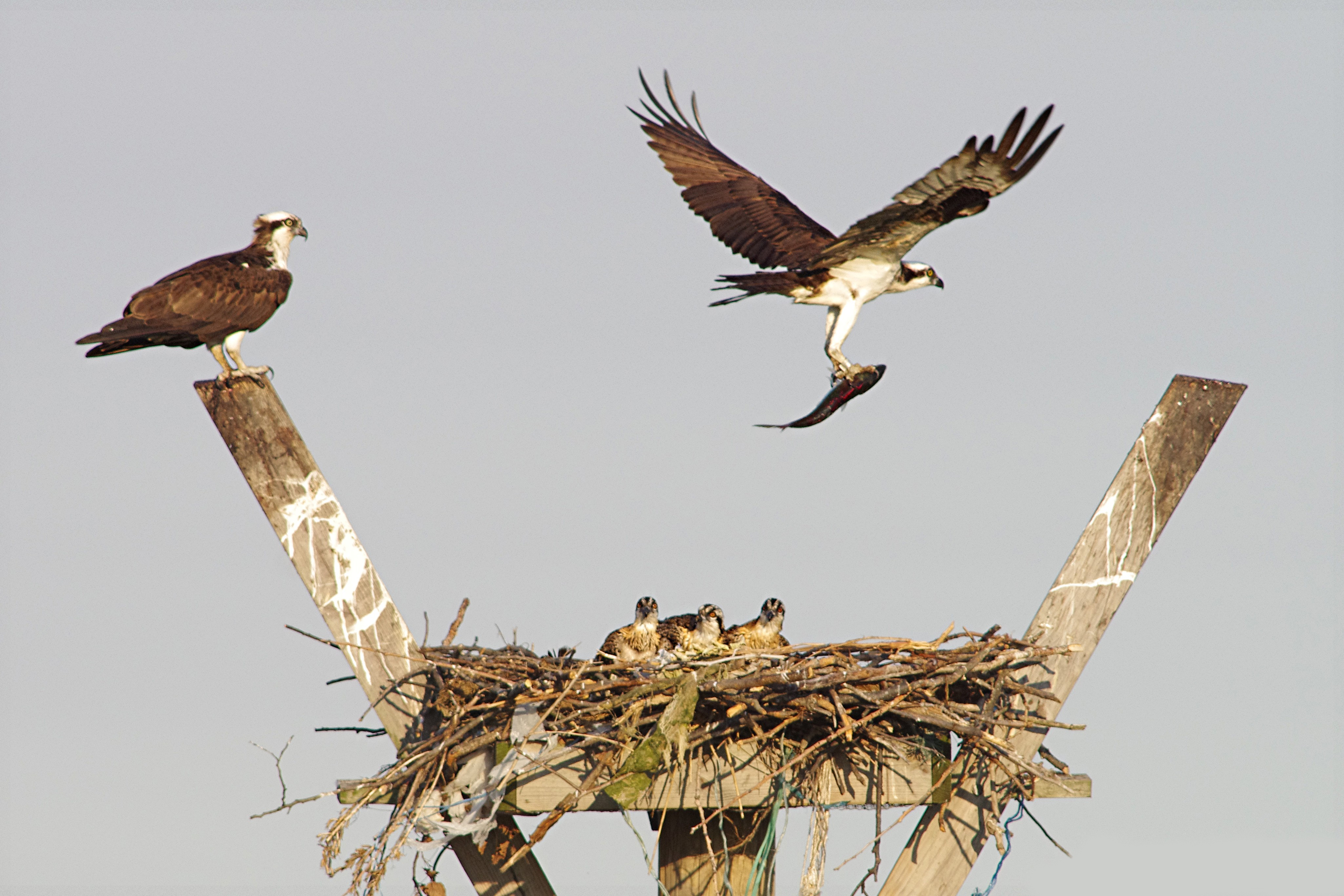 A family of Osprey on the Salt Marsh Nature Center nesting platform. Photo: Avi Lewis