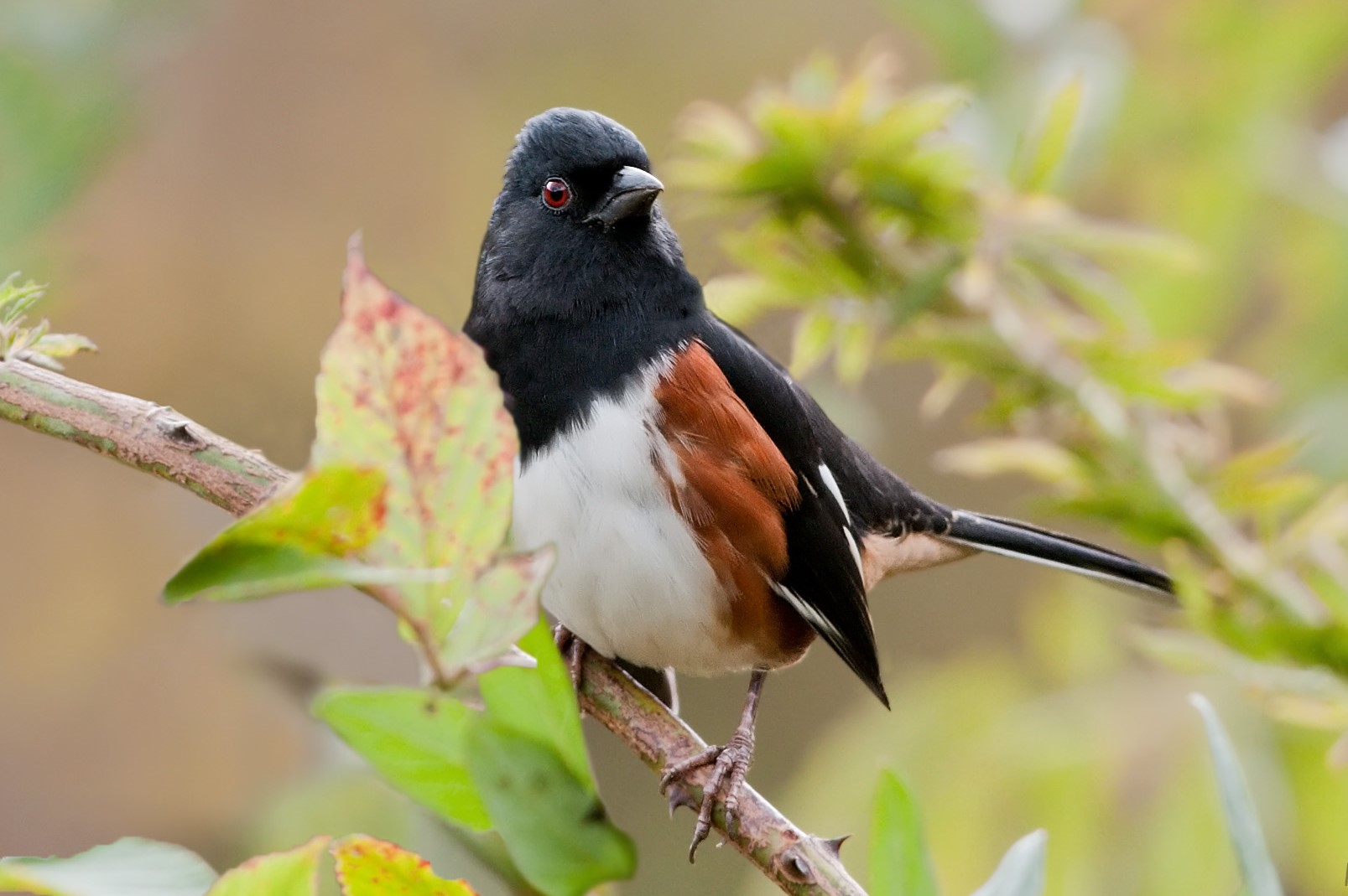 The \"Drink your tea!\" song of the male Eastern Towhee may be heard in Pelham Bay Park during nesting season. Photo: Kelly Colgan Azar/CC BY-ND 2.0