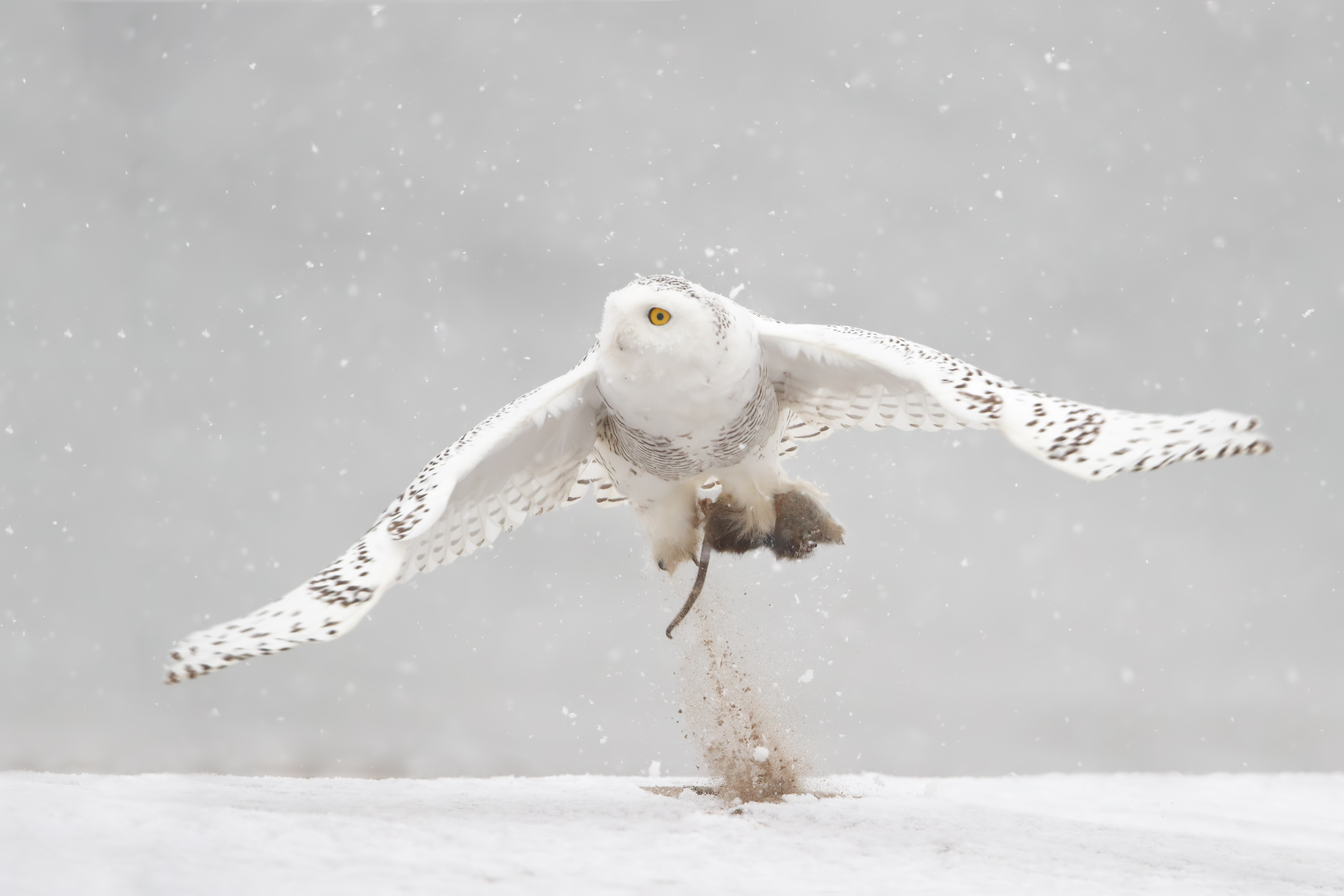 Though the Snowy Owl is an unusual sighting anywhere in New York City, Conference House Park is a good spot to look for this iconic northern species in the wintertime. (This bird was photographed hunting there in December 2017.) Photo: Isaac Grant
