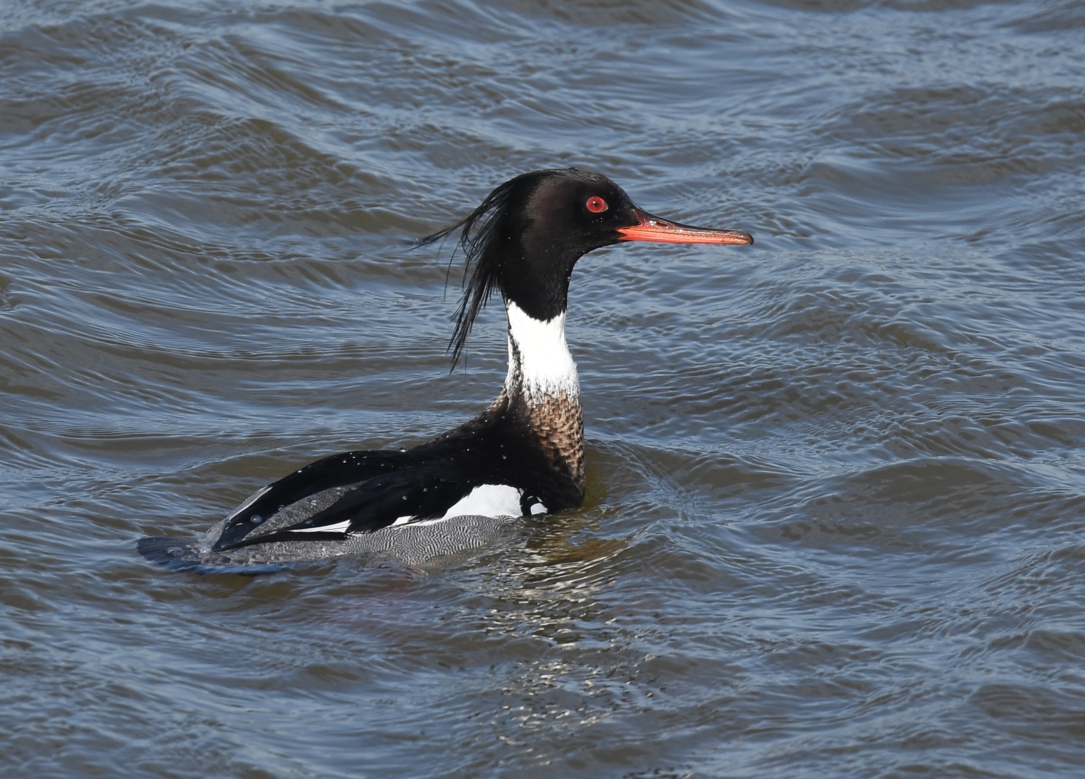 A male Red-breasted Merganser, up from a dive. Photo: Andy Reago & Chrissy McClarren/CC BY 2.0