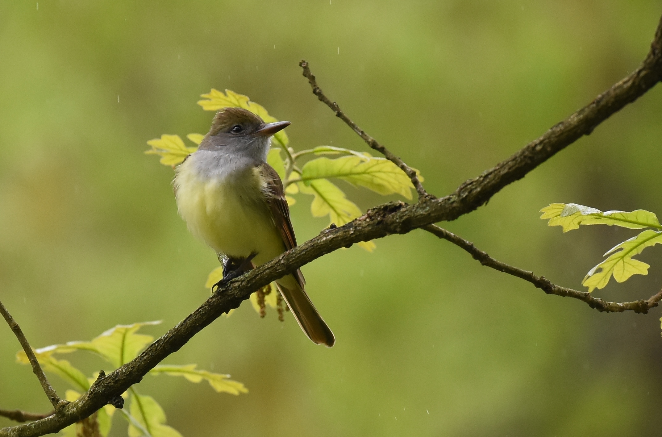 The Great-crested Flycatcher, a cavity-nesting species, has been recorded breeding in the Raoul Wallenberg Forest Preserve. Photo: Andy Reago & Chrissy McClarren/CC BY 2.0