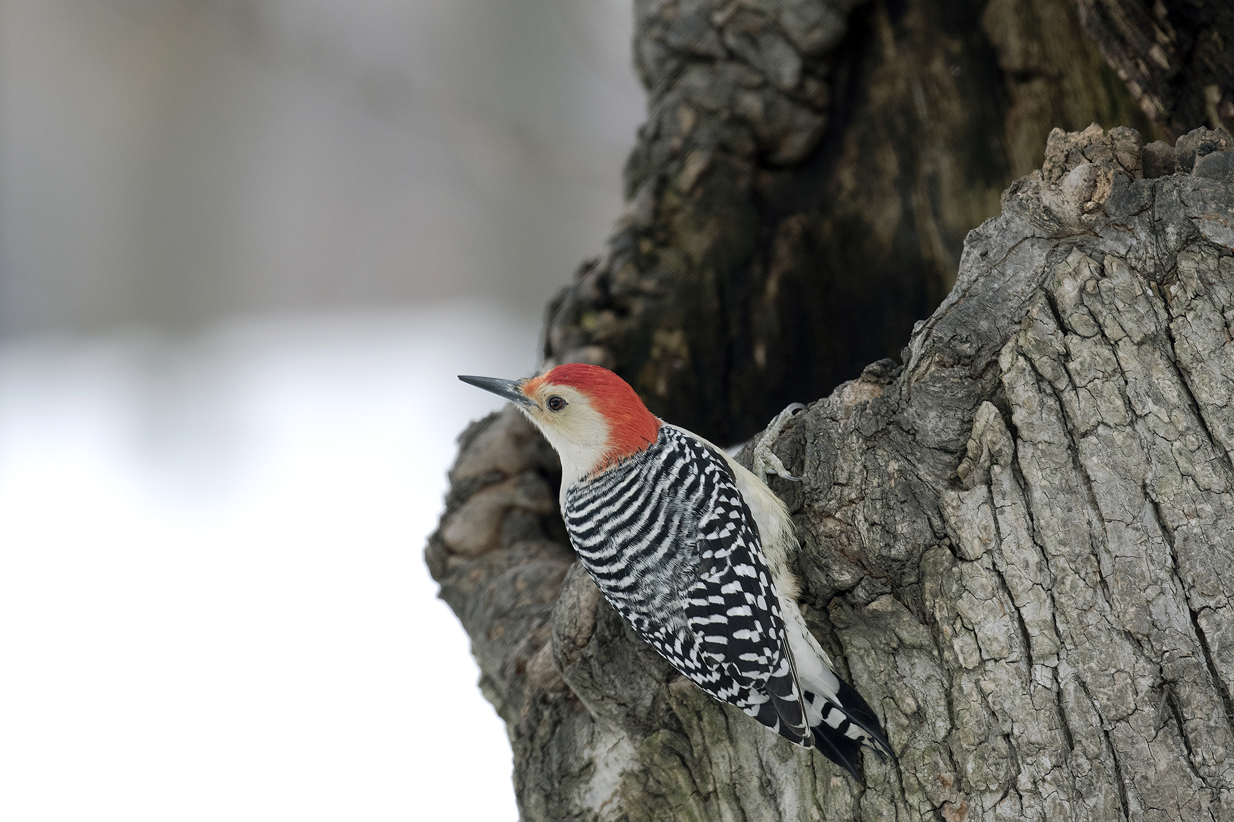  The striking Red-bellied Woodpecker (here a male, distinguishable by his all-red cap) can be found year-round in Crotona Park. Photo: Matthew Pimm/Audubon Photography Awards