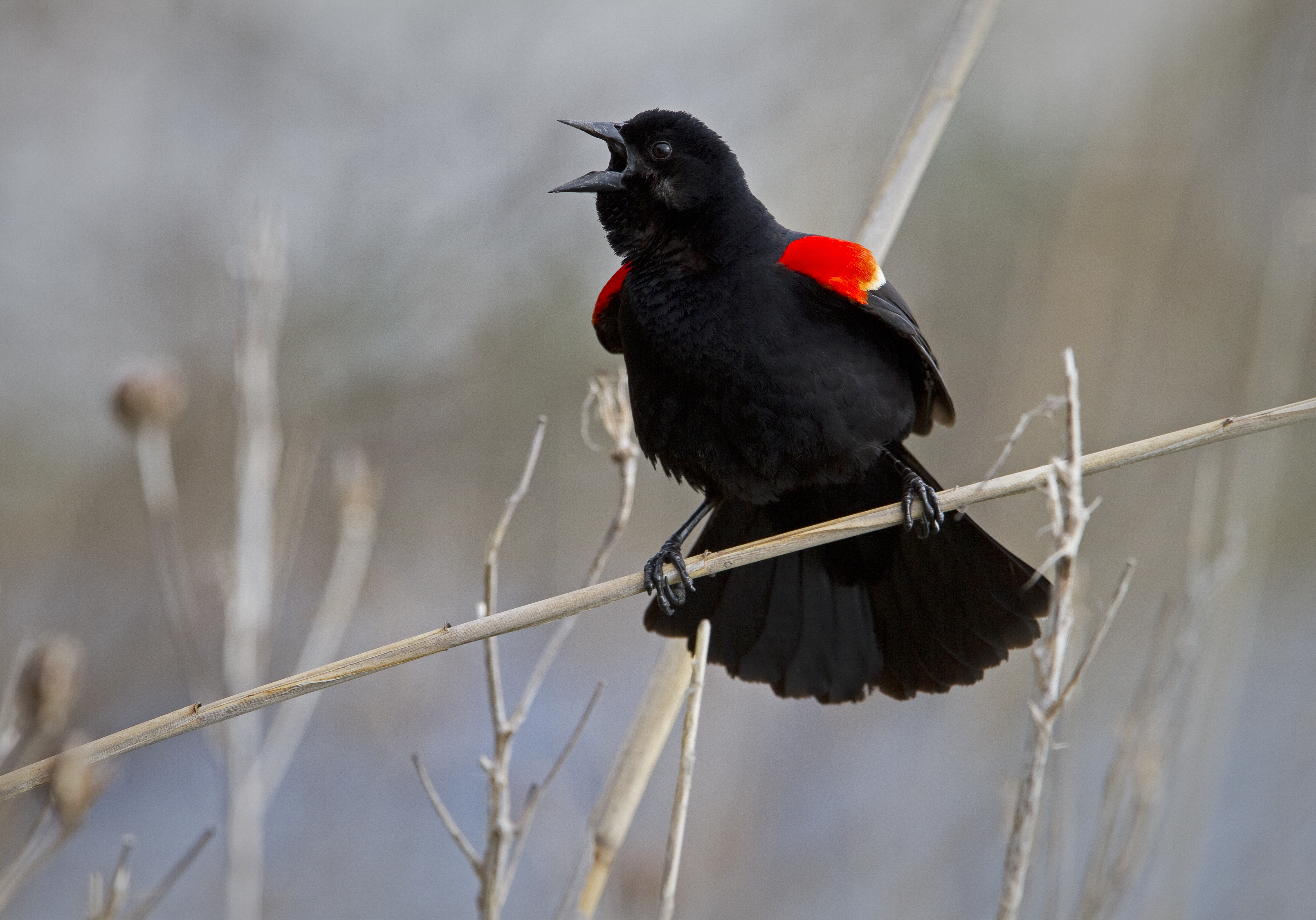Male Red-winged Blackbirds arrive in our area in early spring and lay claim to their nesting territories by puffing their their bright red “epaulets” while singing their rattly “Konk-a-ree!” song. Photo: François Portmann