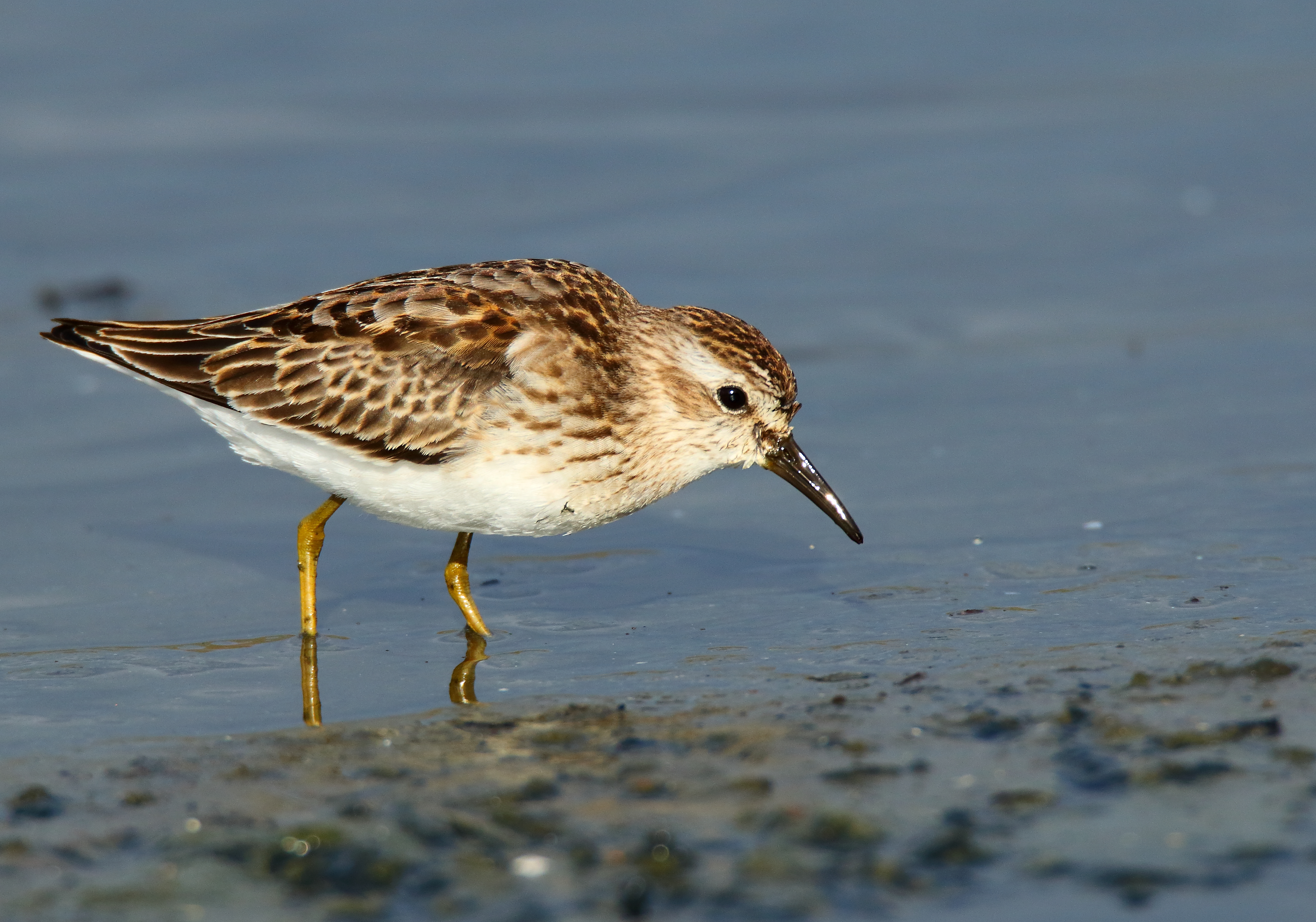 In late spring and late summer through early fall, look for the dull yellow legs of the Least Sandpiper, which may stop through Pugsley Creek Park during migration. Photo: Isaac Grant