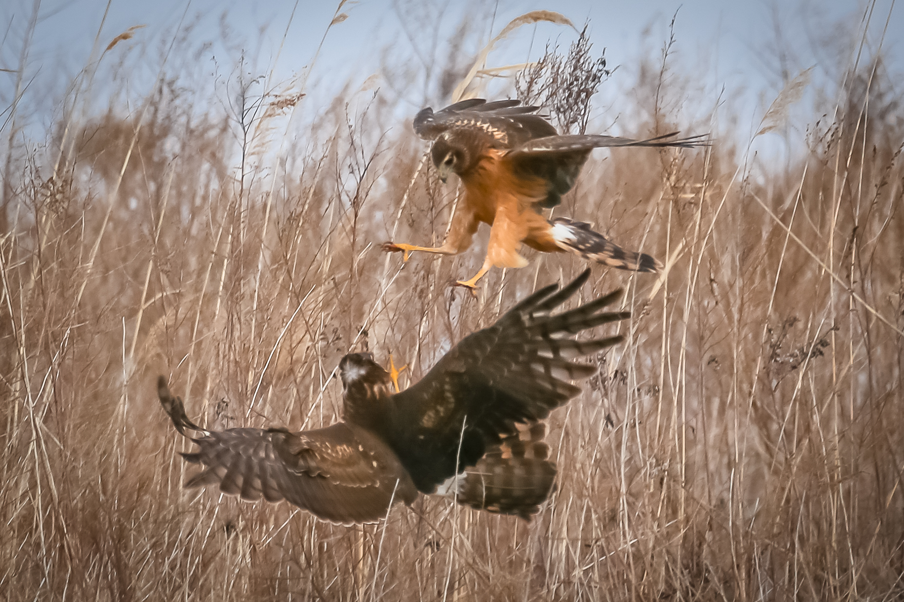 Two immature Northern Harriers battle it out in Shirley Chisholm State Park. Photo: Keith Michael