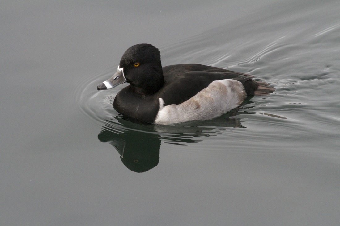 Diving birds such as this male Ring-necked Duck sometimes stop by the Twin Lakes. Photo: Debbie Becker