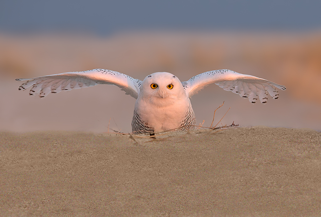 The open beaches and grasslands of New York City provide productive habitat for the Snowy Owl. Photo: <a href=\"https://www.lilibirds.com/\" target=\"_blank\">David Speiser</a>