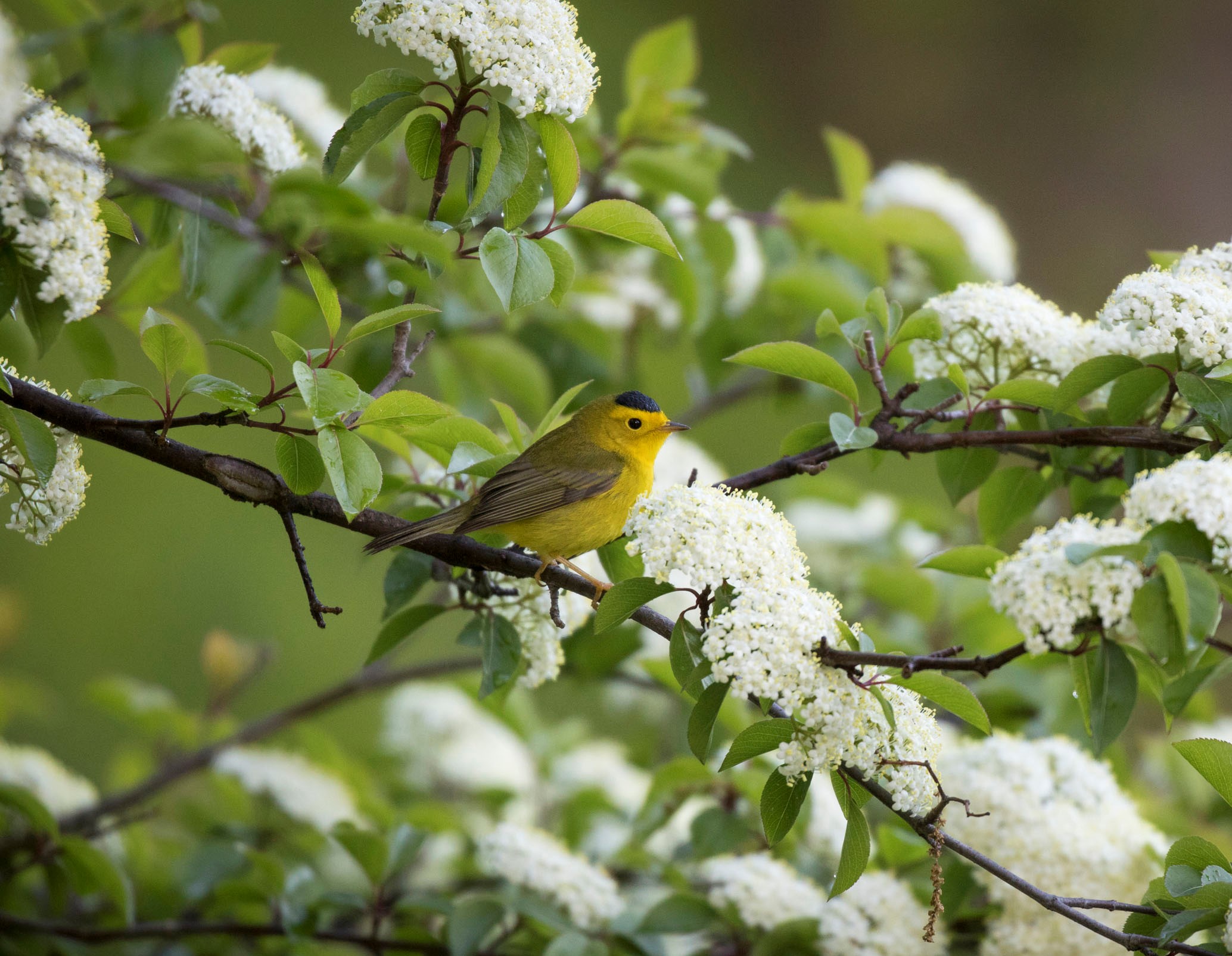 The Wilson`s Warbler (here, a male with his distinct black cap) is among the many species of songbird that stops by the gardens of Wave Hill each spring and fall. Photo: François Portmann
