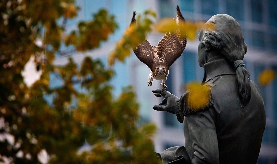 A Red-tailed Hawk swoops in to find a perch in Manhattan's Union Square. Photo: <a href="http://www.fotoportmann.com/" target="_blank" >François Portmann</a>
