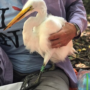 A fledgling Great Egret banded on South Brother Island in the Bronx. Photo: NYC Audubon
