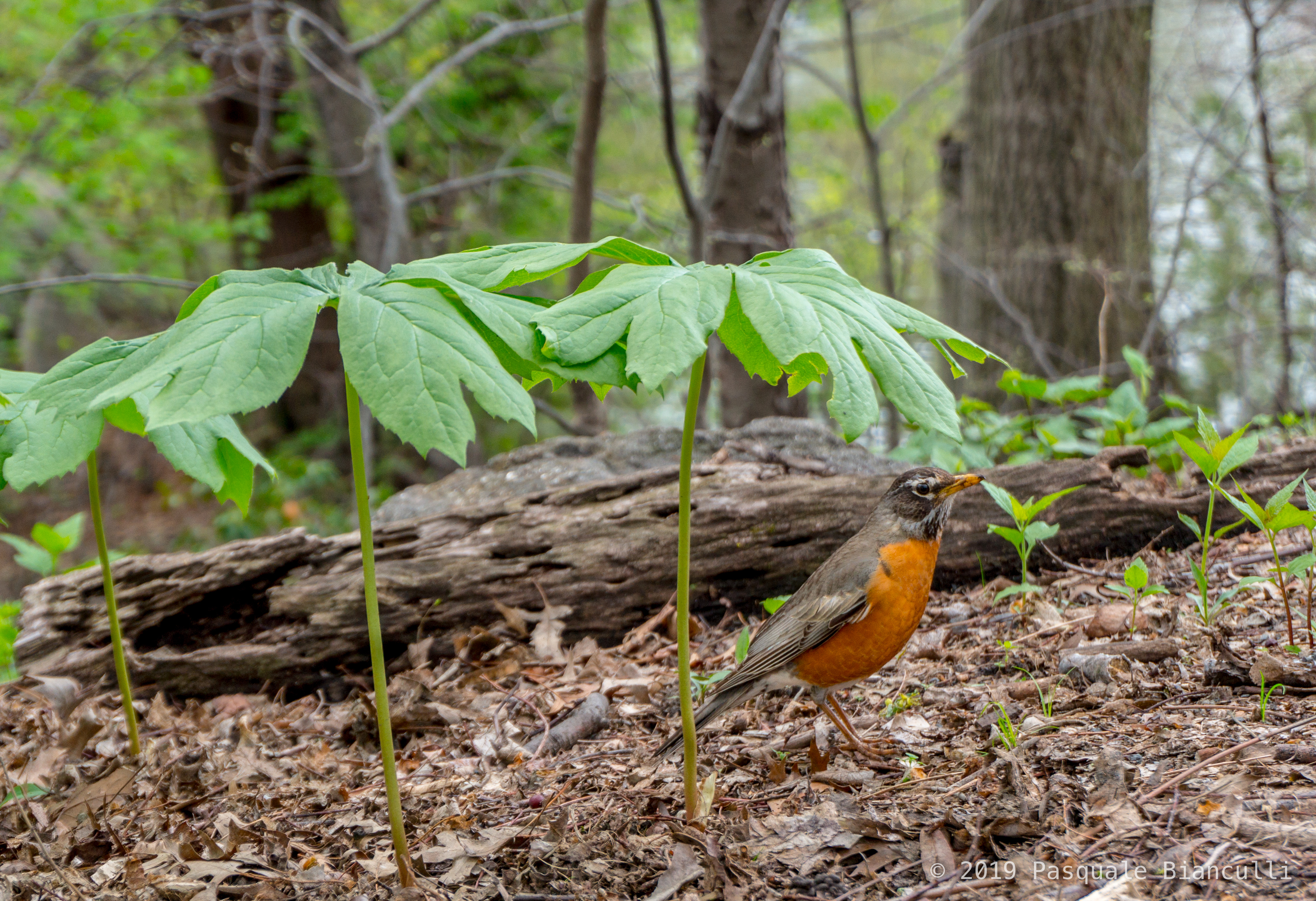 Thrushes like the American Robin (shown here under a native Mayapple) benefit from a natural ground layer rich with invertebrates. <a href="https://www.flickr.com/photos/pbin2351/40704211643" target="_blank" >Photo</a>: Pat Bianculli/<a href="https://creativecommons.org/licenses/by-nd/2.0/" target="_blank" >CC BY-ND 2.0</a>