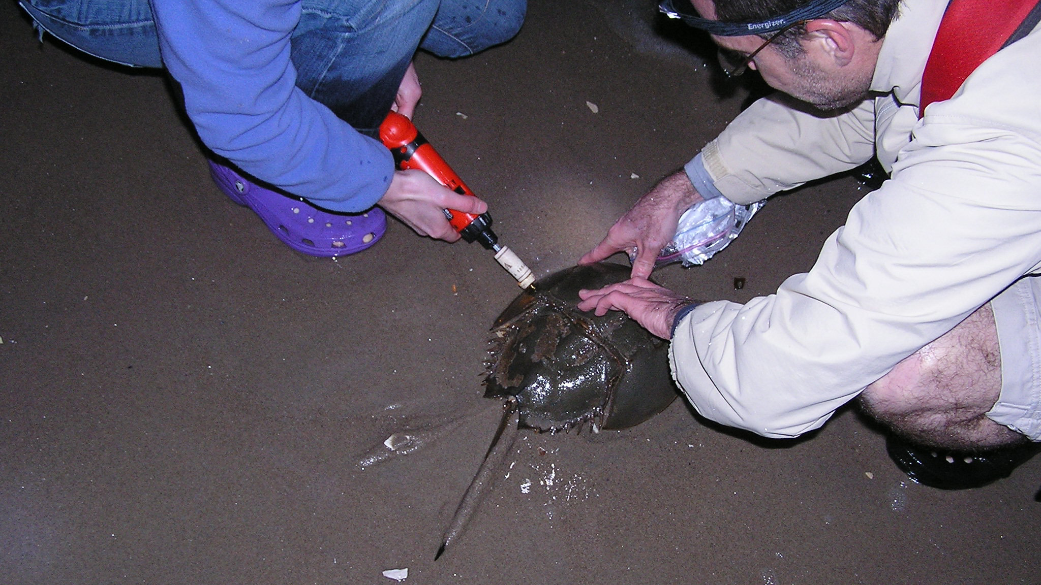 Volunteers participate in Horseshoe Crab Tagging at Plumb Beach, Brooklyn. Photo: NYC Audubon