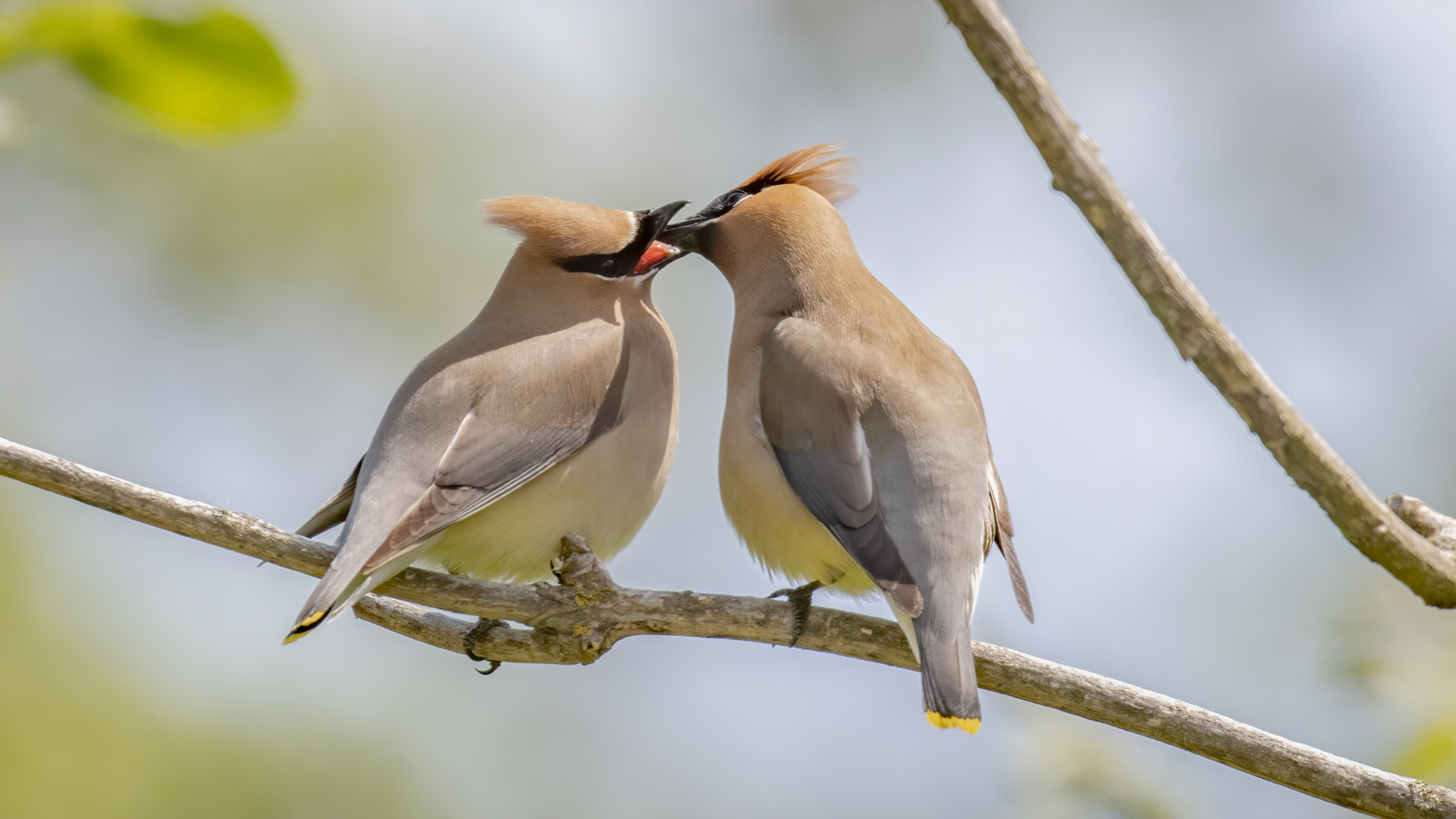 Cedar Waxwings breed across New York City, though they often go unnoticed. <a href="https://www.flickr.com/photos/ericellingson/49958016288" target="_blank" >Photo</a>: Eric Ellingson/<a href="https://creativecommons.org/licenses/by-nc-nd/2.0/" target="_blank" >CC BY-NC-ND 2.0</a>