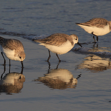 Sanderlings are hardy shorebirds that feed on New York City beaches through the winter. During this time, they are recognizable by their pale coloring and dark shoulder mark. Photo: <a href="https://www.facebook.com/don.riepe.14" target="_blank" >Don Riepe</a>