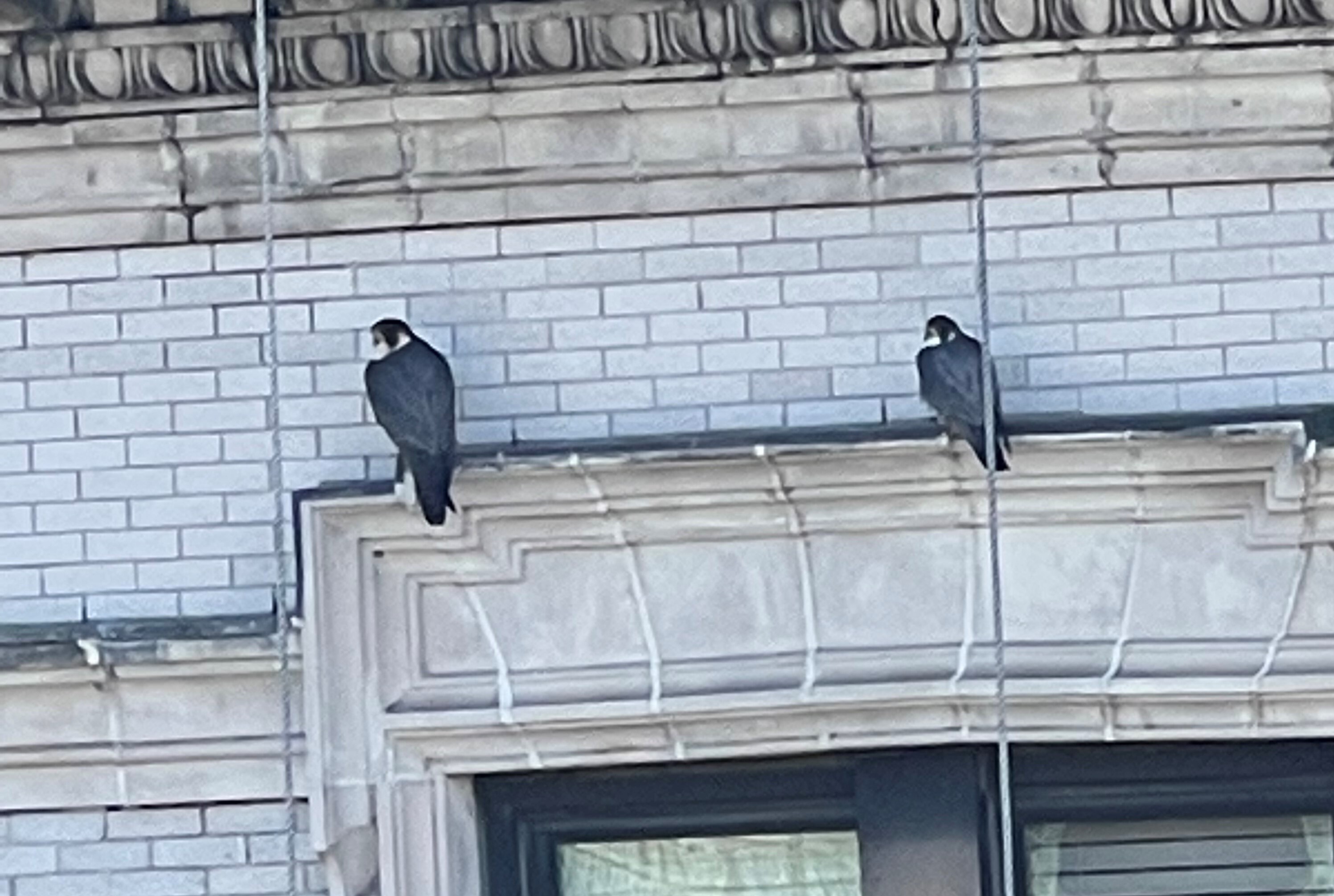 The peregrine pair together, showing the great size difference between the larger female (left) and her mate. Photo: Karen Benfield
