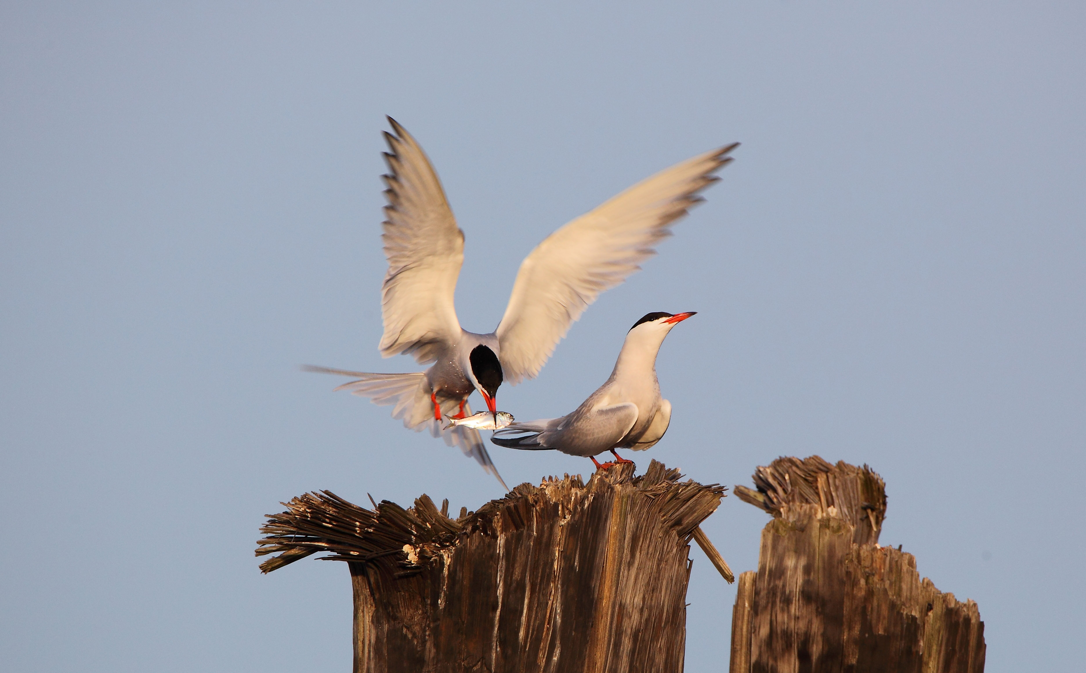 Common Terns court in Great Kills Harbor. Photo: <a href="https://www.flickr.com/photos/51819896@N04/" target="_blank">Lawrence Pugliares</a>