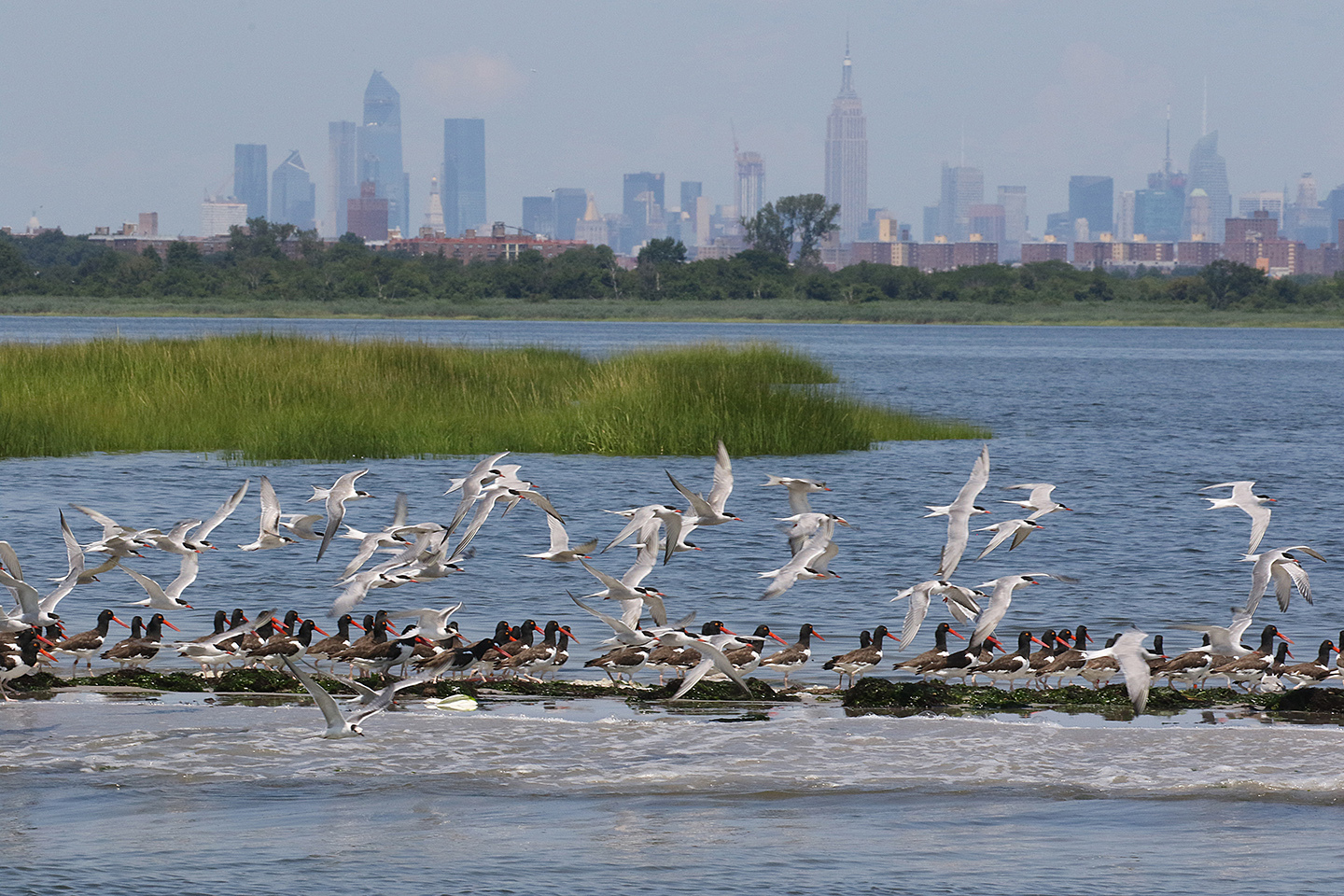 Common Terns and American Oystercatchers gather in Jamaica Bay. Photo: <a href="https://www.facebook.com/don.riepe.14" target="_blank">Don Riepe</a>