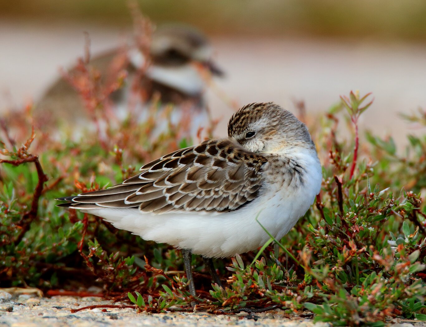 A Semipalmated Sandpiper AND Semipalmated Plover at Miller Field. Photo: Isaac Grant