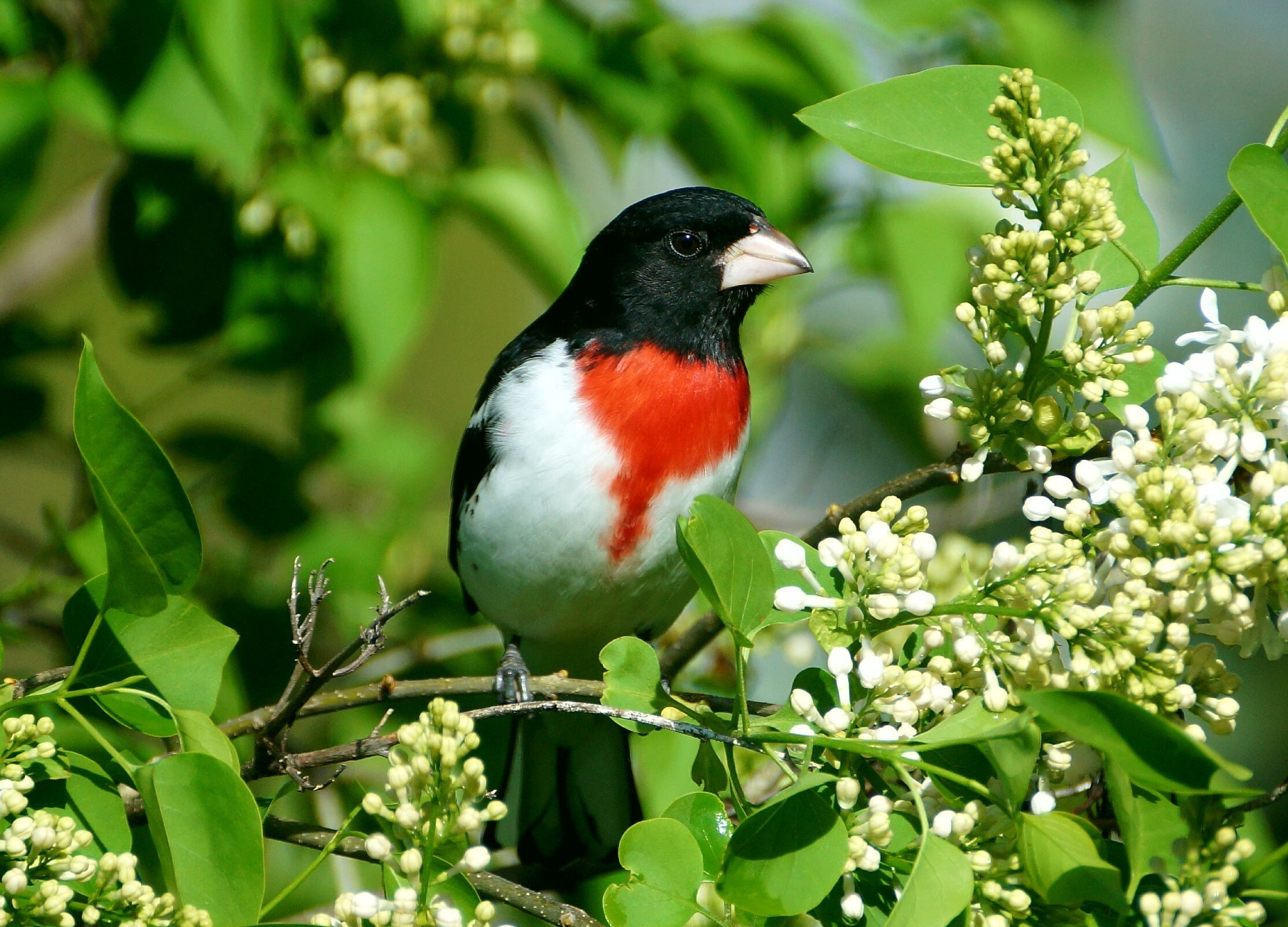 A male Rose-breasted Grosbeak perches among lilac blooms. Photo: Kristine Olson/Audubon Photography Awards