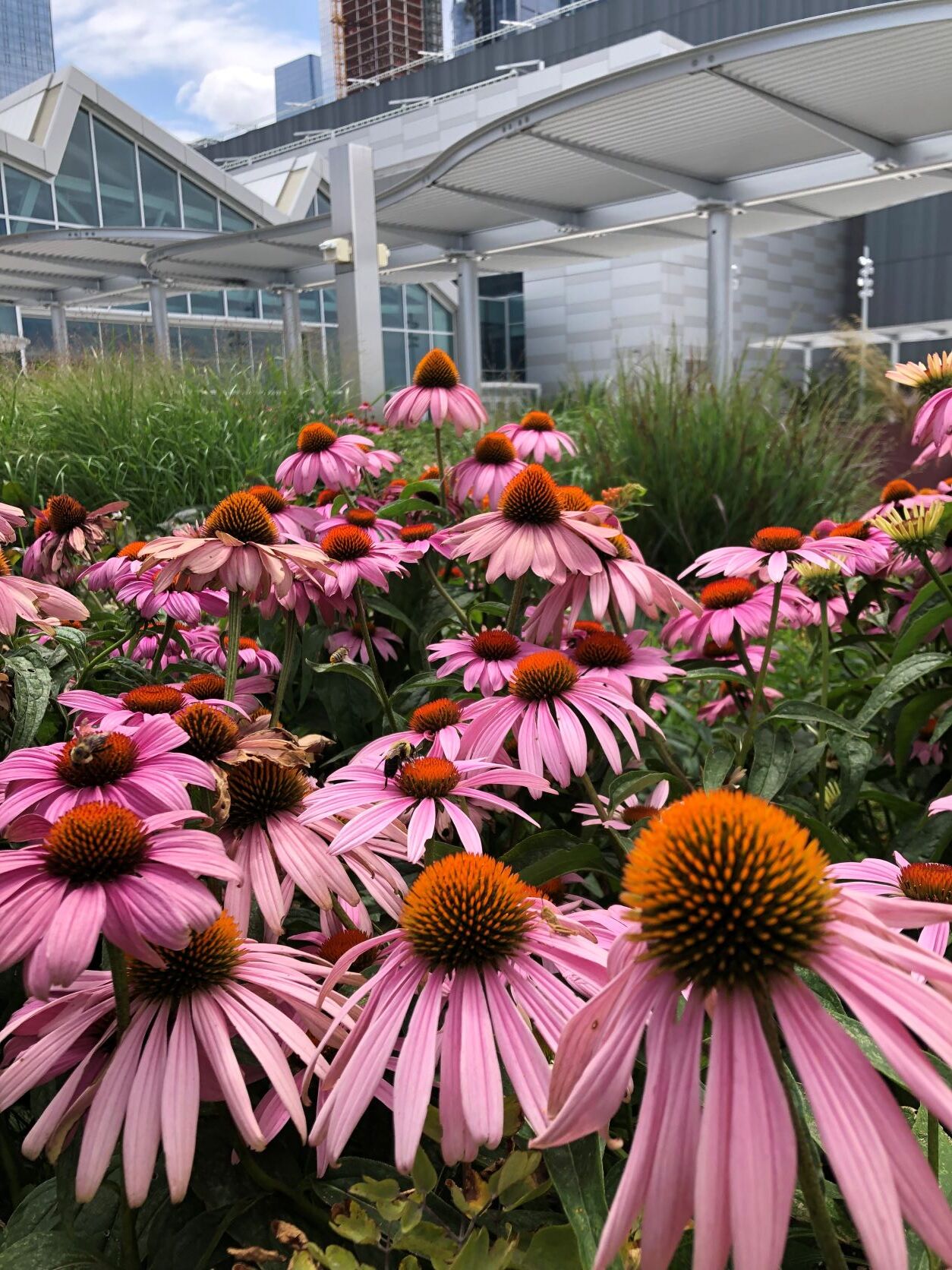 Can you find the native bumblebee and Two-Striped Grasshopper on this Purple Coneflower? They are among the hundreds of kinds of arthropods that have been observed on the Javits Center green roof. Photo: NYC Audubon