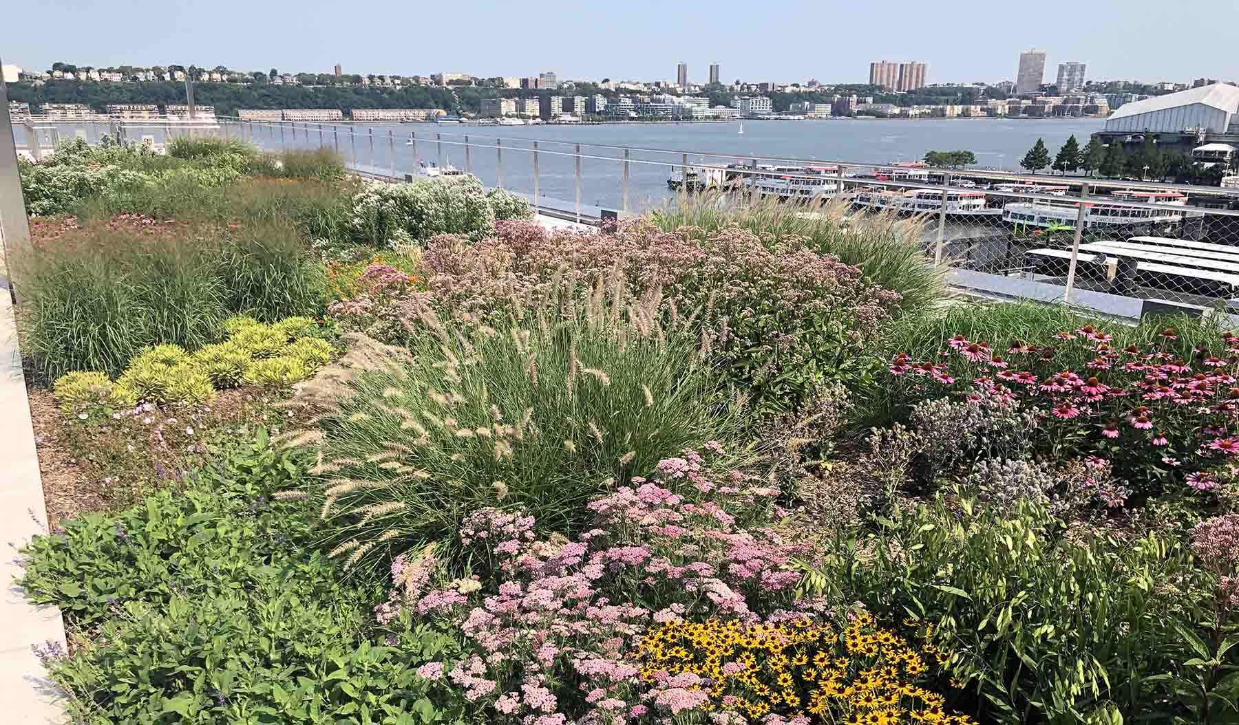 Native planting areas on the Javits Center green roof include pollinator- and bird-friendly species, such as Purple Coneflower and Joe-Pye Weed. Photo: Javits Center
