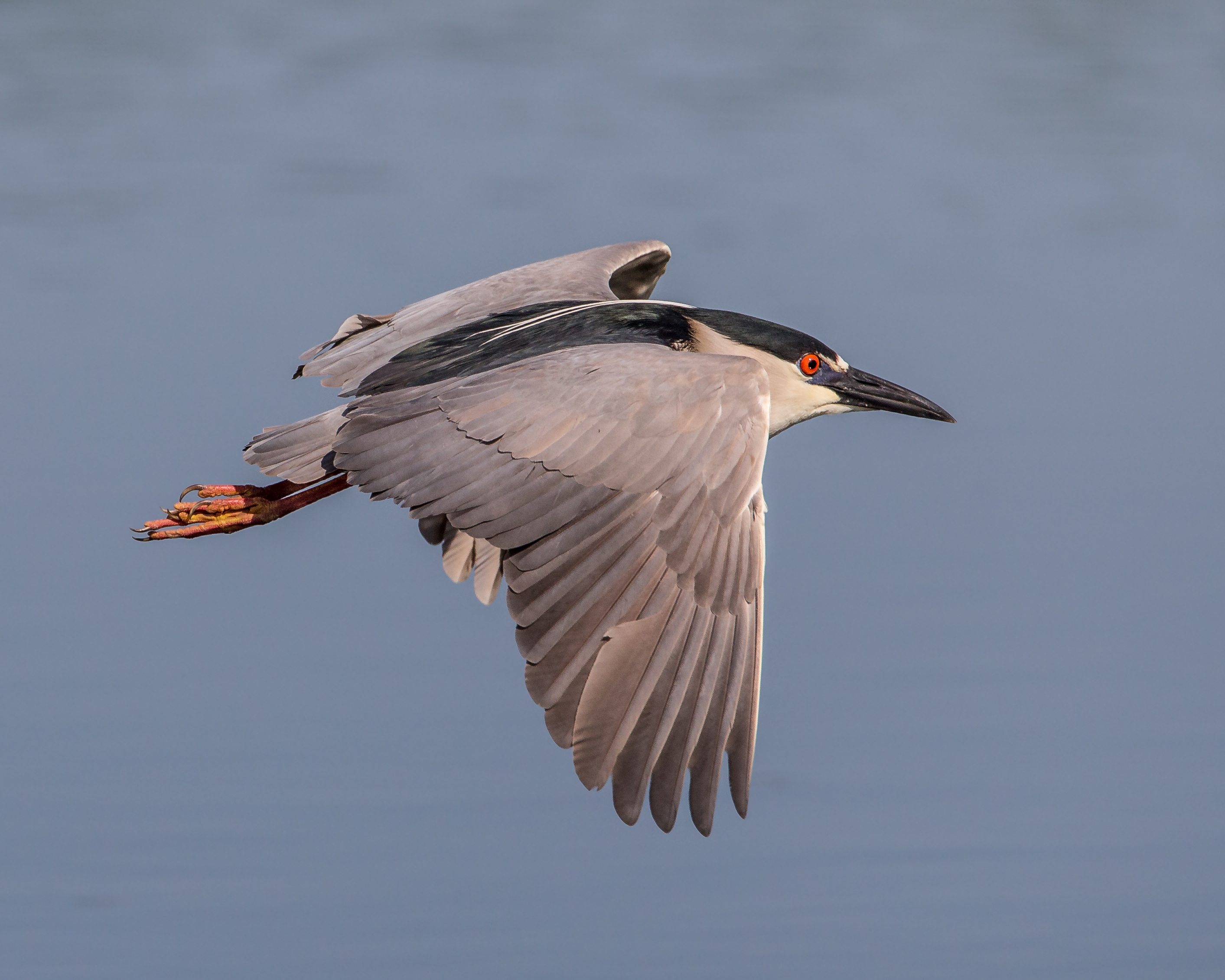 Black-crowned Night-Herons were among the first long-legged waders to return to New York City, and despite declining numbers, remain the most abundant breeding wader in the harbor. <a href="https://www.flickr.com/photos/andymorffew/16430401584" target="_blank" >Photo</a>: Andy Morffew/<a href="https://creativecommons.org/licenses/by-nc/2.0/" target="_blank" >CC BY 2.0</a>