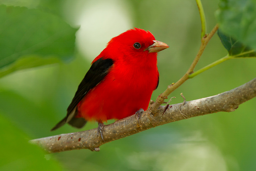Scarlet Tanager. Photo: Linda Steele/Audubon Photography Awards