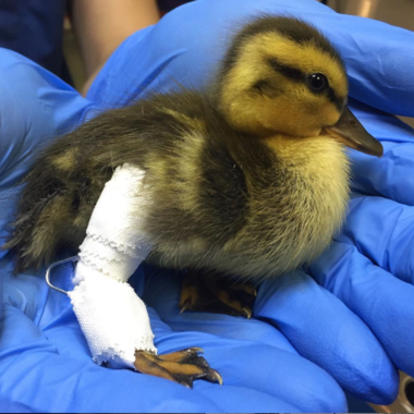 A Mallard ducking with broken leg recovering after being treated at the Wild Bird Fund. Photo: The Wild Bird Fund