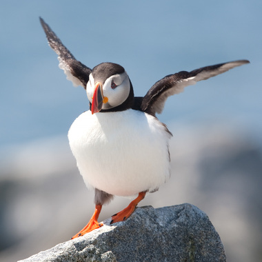 The adorable and photogenic Atlantic Puffin is a highlight of our annual summer trip to Maine. Photo: David Speiser