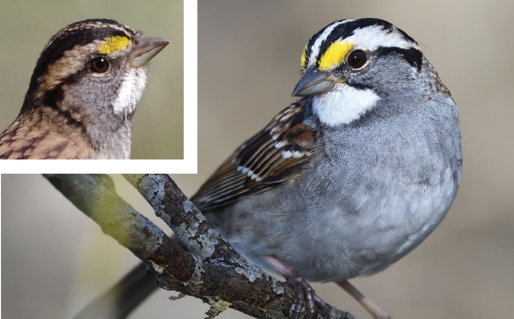 “Tan-striped” (inset) and “white-striped” White-throated Sparrows. Large photo: César A. Castillo; inset photo: Oliver Timm/CC BY-SA 2.0