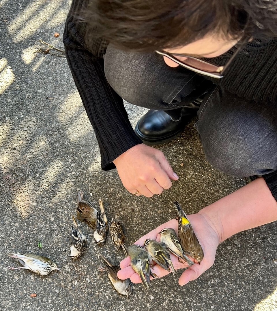 The collision victims pictured here (roughly from right to left, one Yellow-rumped Warbler, three Golden-crowned Kinglets, one Swamp Sparrow, three Brown Creepers, one White-throated Sparrow, and one Ovenbird) were found by Project Safe Flight volunteer Melissa Breyer on her collision monitoring route in the World Trade Center area this past October 15. These preventable deaths are the result of a combination of artificial light at night and reflective glass. Photo courtesy of Melissa Breyer