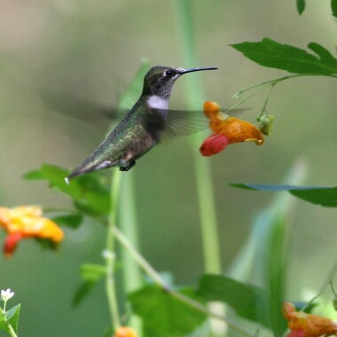 Fall-migrating hummingbird fuels up on the nectar of native Jewelweed. Photo: Will Stuart/National Audubon