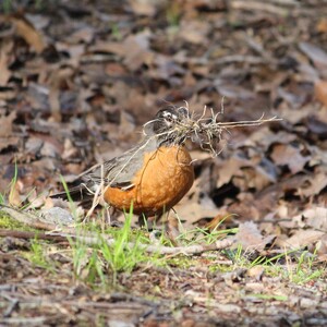An American Robin gathers materials to build its nest. Photo: Dave Ostapiuk