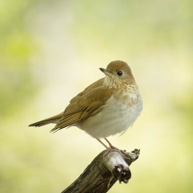 The Veery's spiraling echo of a song may be heard in Forest Park during spring migration. Photo: <a href="https://www.flickr.com/photos/51819896@N04/" target="_blank">Lawrence Pugliares</a>