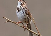 A singing Song Sparrow. Photo: <a href="https://www.lilibirds.com/" target="_blank" >David Speiser</a>