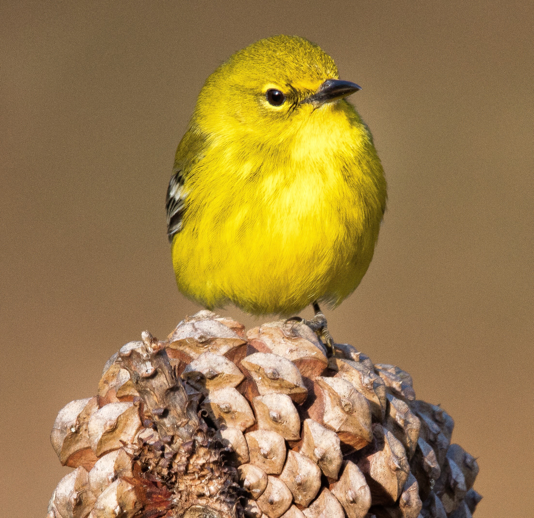 Pine Warblers are aptly named. Photo: Chuck Murphy/Audubon Photography Awards