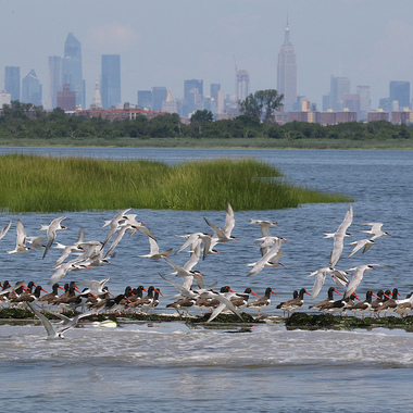 Common Terns and American Oystercatchers nest both on NYC beaches and several of the Harbor Heron islands, particularly in Jamaica Bay. Photo: <a href="https://www.facebook.com/don.riepe.14" target="_blank">Don Riepe</a>