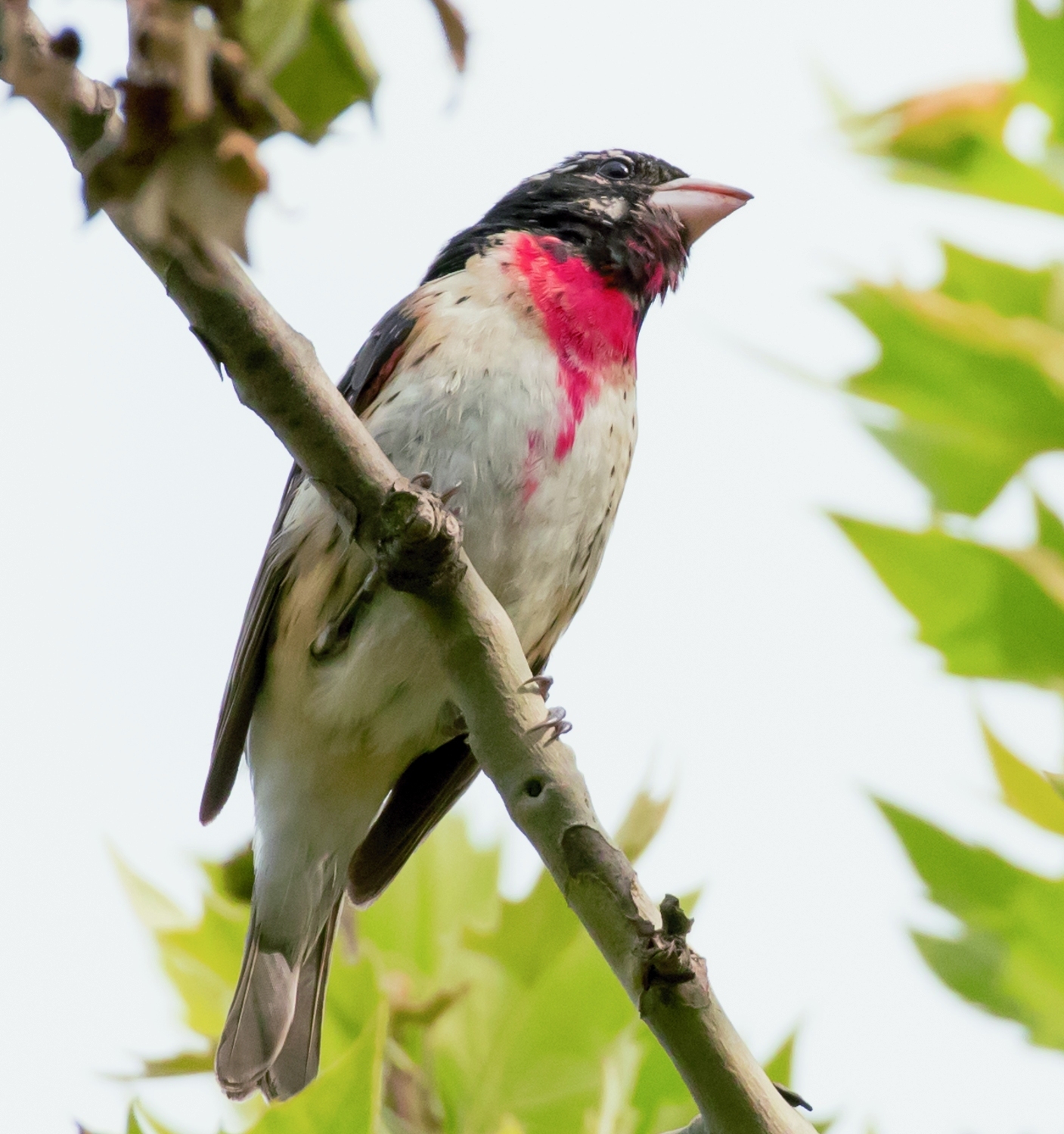 This male Rose-breasted Grosbeak paused in one of The Battery’s long-standing London Plane trees during migration. Photo: <a href="https://www.instagram.com/gailkarlsson/?hl=en" target="_blank">Gail Karlsson</a>